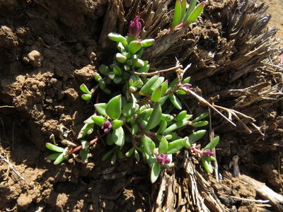 Delosperma katbergense, photographed by James Deacon