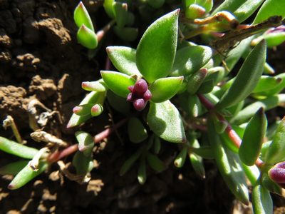 Delosperma katbergense, photographed by James Deacon