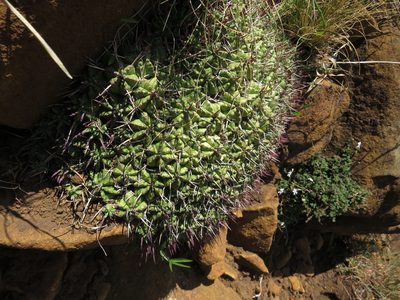 Euphorbia pulvinata, photographed by James Deacon
