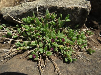 Delosperma katbergense, photographed by James Deacon