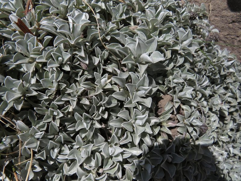 Helichrysum argyrophyllum, photographed by James Deacon
