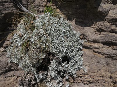 Helichrysum argyrophyllum, photographed by James Deacon