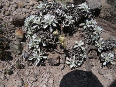 Helichrysum argyrophyllum, photographed by James Deacon
