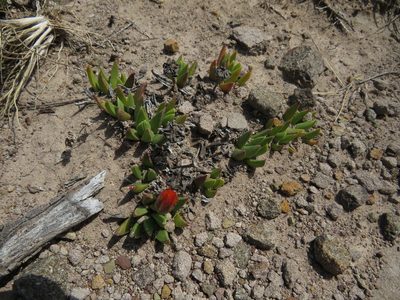 Bergeranthus katbergensis, photographed by James Deacon