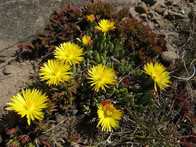 Bergeranthus katbergensis, photographed by James Deacon