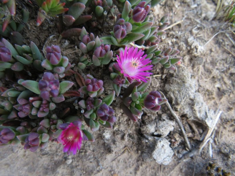 Delosperma katbergense, photographed by James Deacon