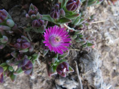 Delosperma katbergense, photographed by James Deacon