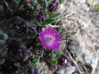 Delosperma katbergense, photographed by James Deacon
