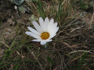 Dimorphotheca caulescens, photographed by James Deacon
