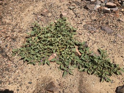 Solanum ellipticum, photographed by elawrey