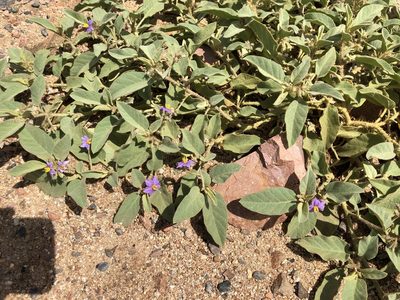 Solanum ellipticum, photographed by elawrey