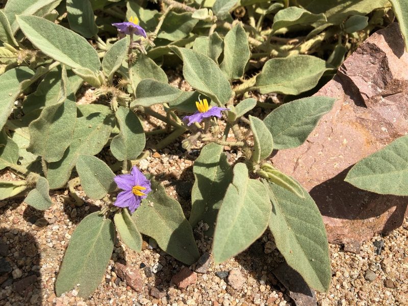 Solanum ellipticum, photographed by elawrey