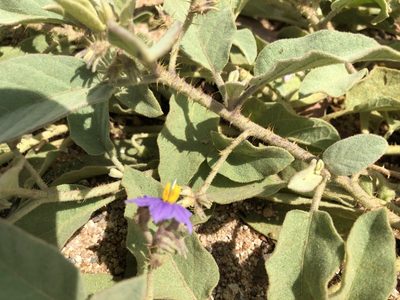 Solanum ellipticum, photographed by elawrey