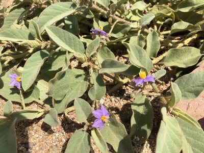 Solanum ellipticum, photographed by elawrey