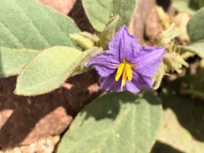 Solanum ellipticum, photographed by elawrey