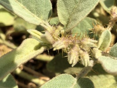 Solanum ellipticum, photographed by elawrey