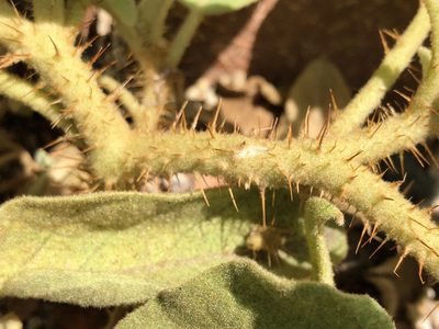 Solanum ellipticum, photographed by elawrey
