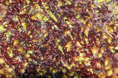 Syzygiella colorata, photographed by Tony Rebelo
