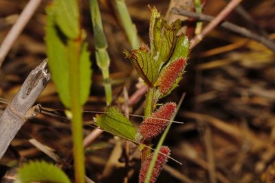Acalypha caperonioides, photographed by i_c_riddell