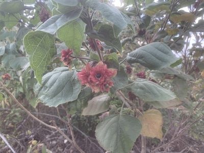 Clerodendrum canescens, photographed by 呂一起(Lyu yi-chi)