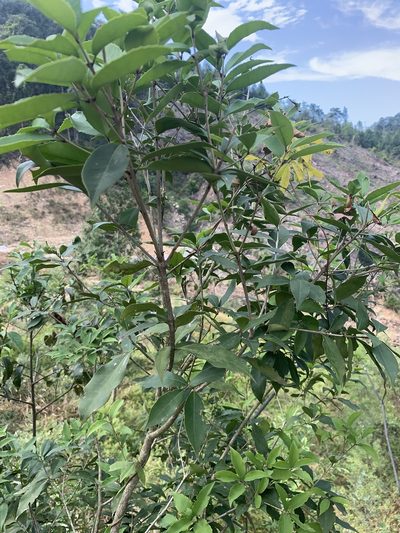 Osmanthus enervius, photographed by 呂一起(Lyu yi-chi)