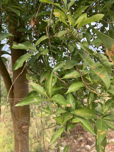 Helicia cochinchinensis, photographed by 呂一起(Lyu yi-chi)