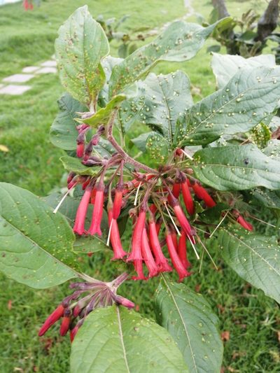 Iochroma fuchsioides, photographed by GERMAN LEONEL SARMIENTO CRUZ