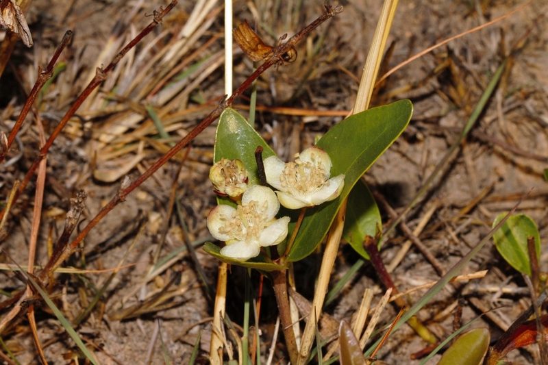 Eugenia malangensis, photographed by i_c_riddell