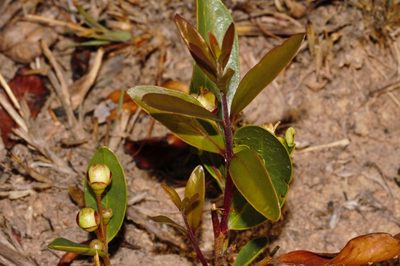 Eugenia malangensis, photographed by i_c_riddell