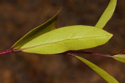 Eugenia malangensis, photographed by i_c_riddell