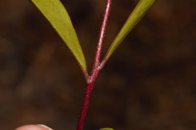 Eugenia malangensis, photographed by i_c_riddell