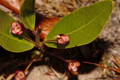 Eugenia malangensis, photographed by i_c_riddell