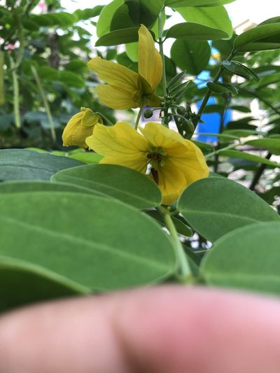 Senna sulfurea, photographed by Swarochi Tathagath
