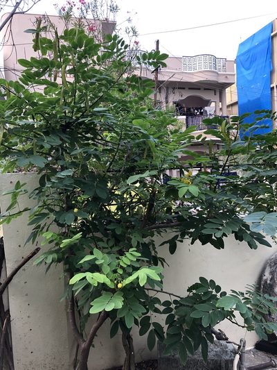 Senna sulfurea, photographed by Swarochi Tathagath