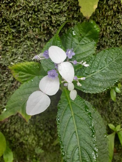 Hydrangea densifolia, photographed by 雲一百香果