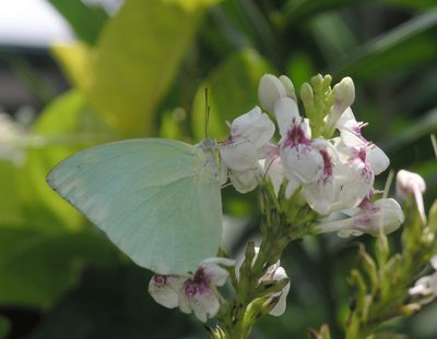 Pseuderanthemum maculatum, photographed by Oleg Kosterin