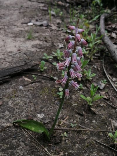 Lachenalia youngii, photographed by Corne Brink