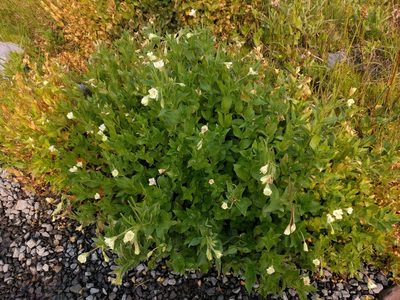 Epilobium luteum, photographed by John Brew