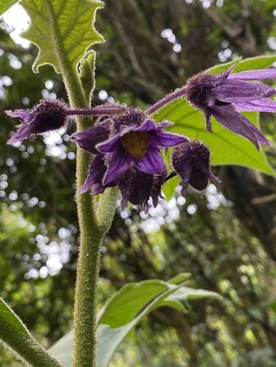 Solanum hexandrum, photographed by Jean-Paul Boerekamps