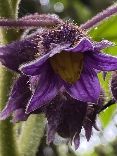 Solanum hexandrum, photographed by Jean-Paul Boerekamps