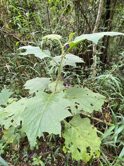 Solanum hexandrum, photographed by Jean-Paul Boerekamps