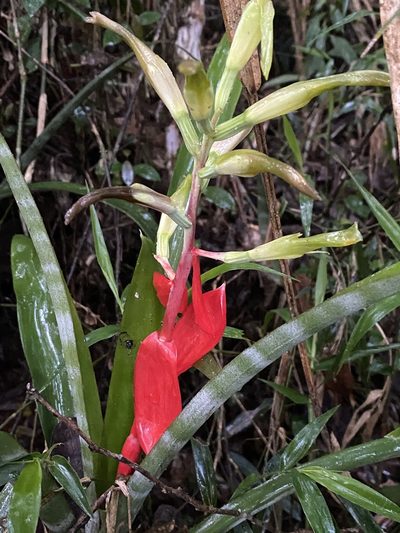 Billbergia amoena, photographed by Jean-Paul Boerekamps
