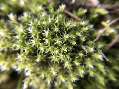 Niphotrichum canescens, photographed by Katrin Simon