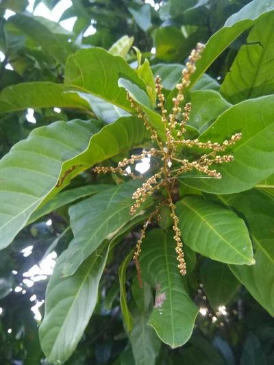 Symmeria paniculata, photographed by Luis Rubio-Yépez