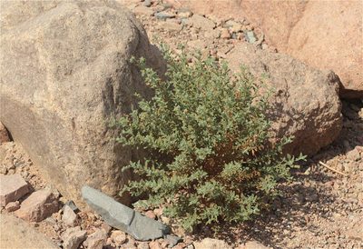 Heliotropium arbainense, photographed by ajott