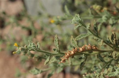 Heliotropium arbainense, photographed by ajott