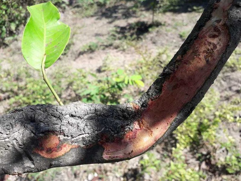 Symmeria paniculata, photographed by Luis Rubio-Yépez