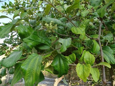 Ziziphus jujuba, photographed by Jacky Judas