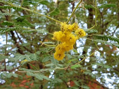 Vachellia nilotica, photographed by Jacky Judas