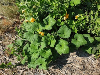 Cucurbita maxima, photographed by Jacky Judas